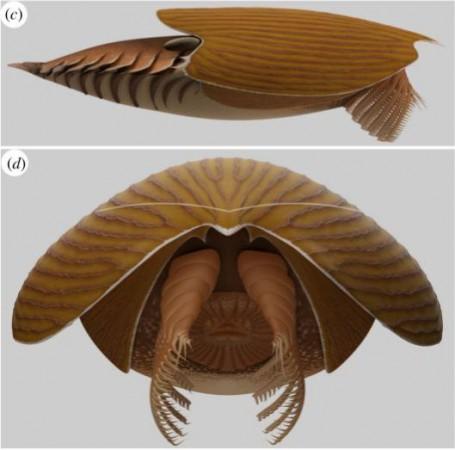 Reconstruction of Titanokorys gainesi gen. et sp. nov. (c) lateral view; (d) frontal view—white line represents the upper Reconstruction by Lars Fields Fossil