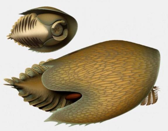 Reconstruction of Cambroraster falcatus Fossil