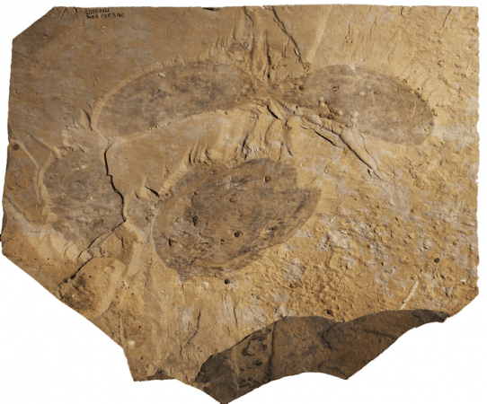 he carapace of Titanokorys gainesi (lower) along with two symmetrical rigid plates (upper) that covered the head from the underside. All together they form a three-part set of armour that protected the head from all sides. Fossil