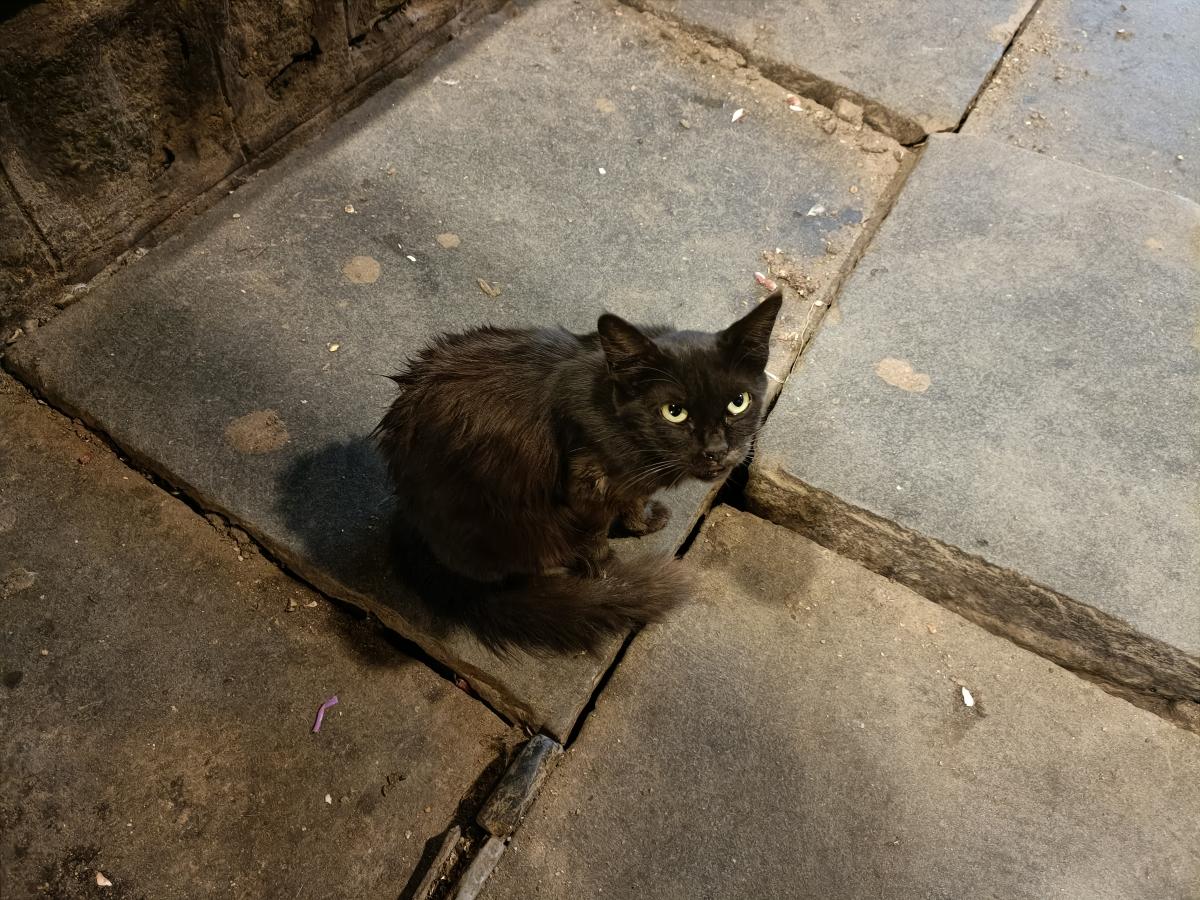 Oppo Reno6 Pro camera sample: 1X Oppo Reno6 Pro camera sample