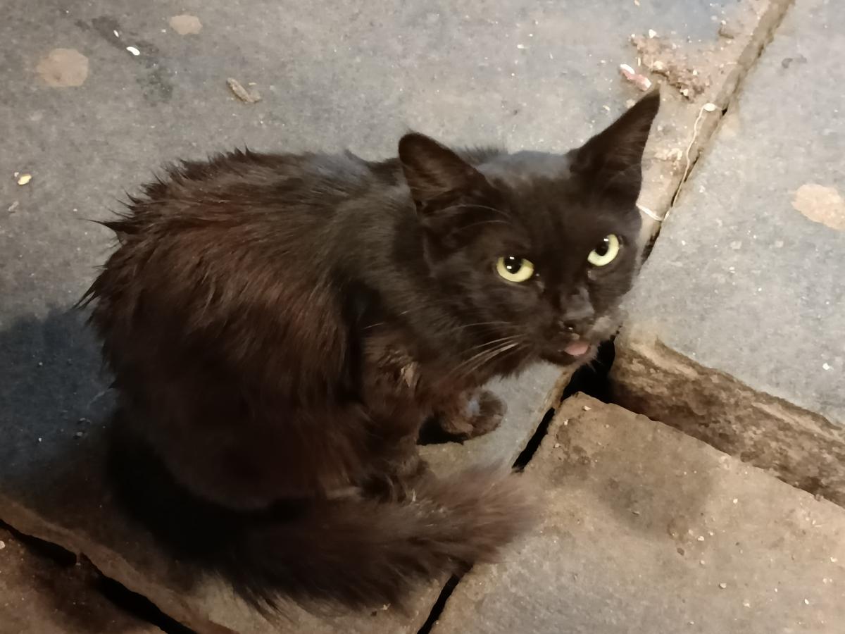 Oppo Reno6 Pro camera sample: 2X Oppo Reno6 Pro camera sample