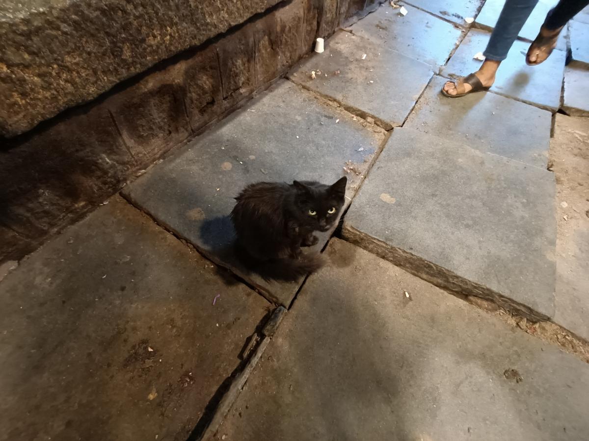 Oppo Reno6 Pro camera sample: 0.6X Oppo Reno6 Pro camera sample