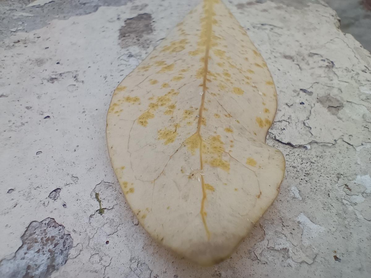 Oppo Reno6 Pro camera sample: Macro Oppo Reno6 Pro camera sample