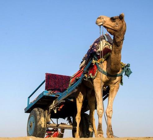 Misbehaving with tourists in Raj now a cognizable offence