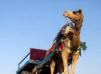 Misbehaving with tourists in Raj now a cognizable offence