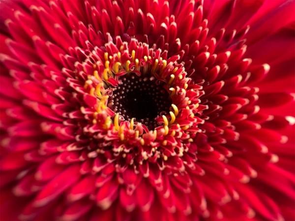 Shot on iPhone 13 Pro {Macro sample} iPhone 13 Pro