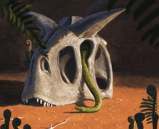 All living snakes evolved from a handful of species that survived the giant asteroid impact that wiped out the dinosaurs and most other living things at the end of the Cretaceous Snakes