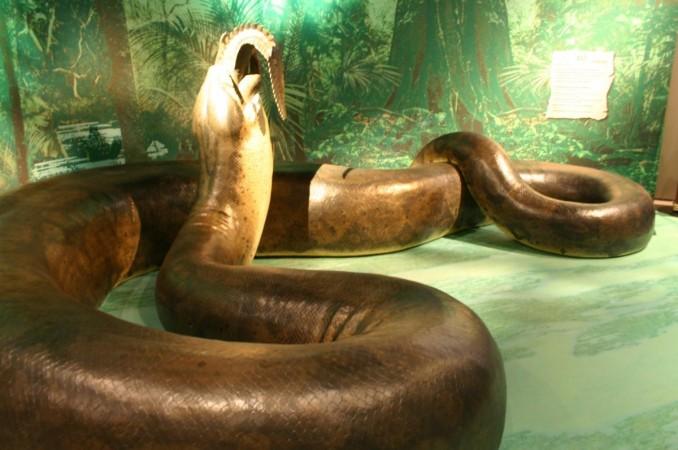 A model of Titanoboa at the Smithsonian Natural History Museum. Snake