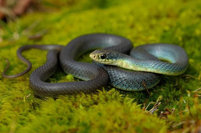 Eastern Yellow-Bellied Racer is a modern snake belonging to Afrophidia clade (Representational Picture) snake