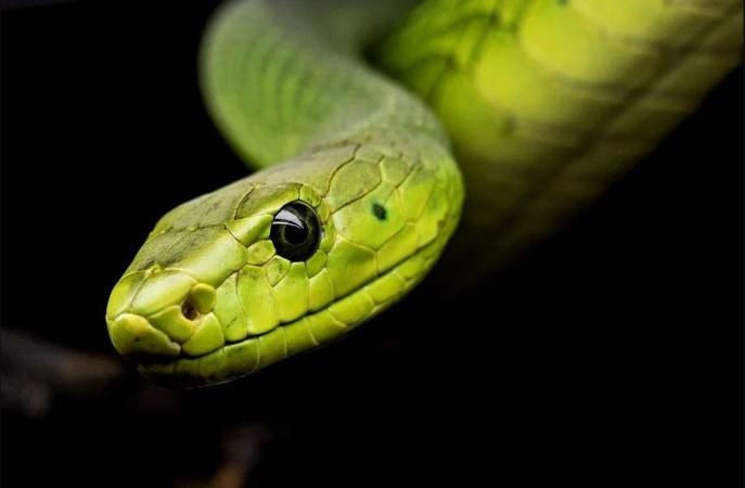 A tree snake (Representational Picture) tree snake