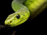 tree snake