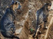 Black Tiger In Orrisa