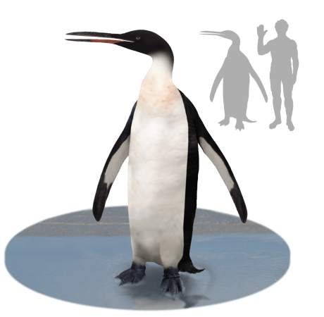 A 3D recreation of Kairuku grebneffi (Representational Picture) Kairuku grebneffi