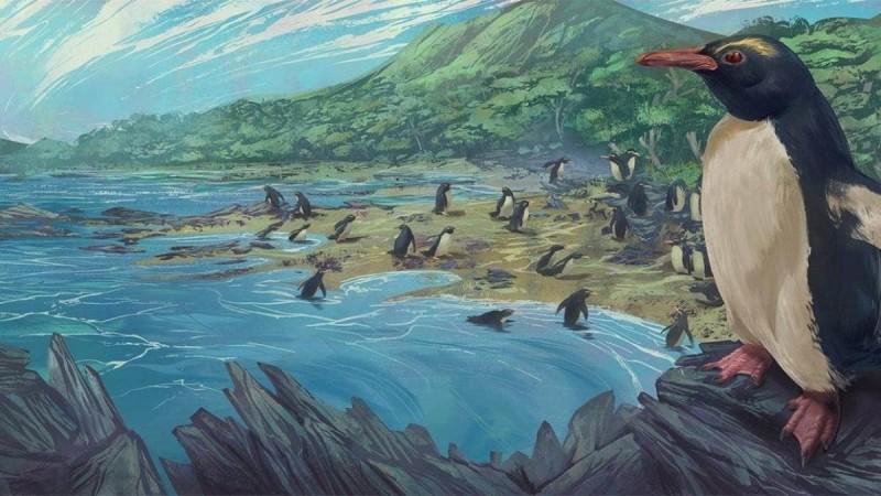 An artist's impression of the dawn crested penguin Eudyptes atatu in New Zealand, three million years ago Penguin