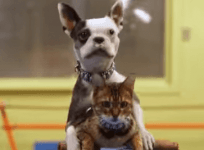 Dog and Cat