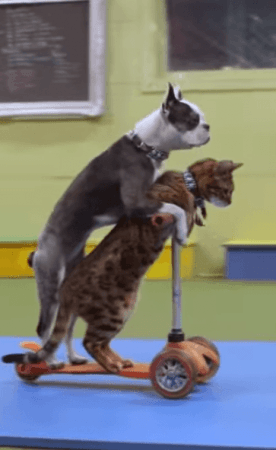 Sashimi and Lollipop riding a scooter Dog and Cat