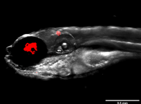 Zebra fish infected with Mycobacterium abscessus
