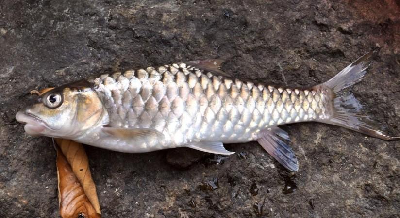Copper Mahseer Copper Mahseer