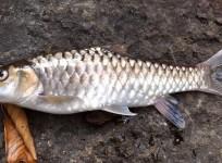 Copper Mahseer