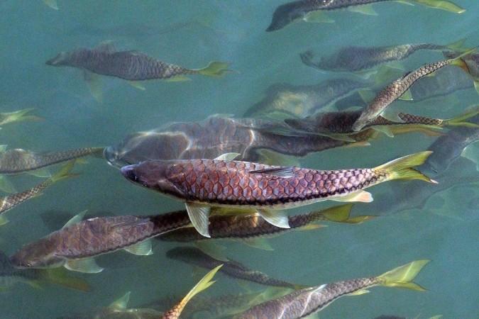 Copper Mahseer Copper Mahseer