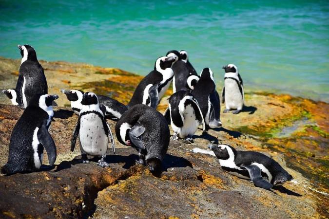African penguins (Representational Picture) African Penguins