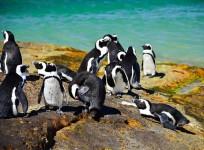 African Penguins