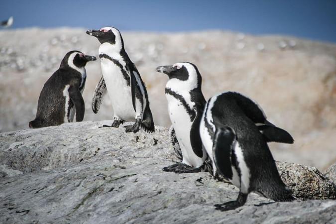 African penguins (representative image) African penguins