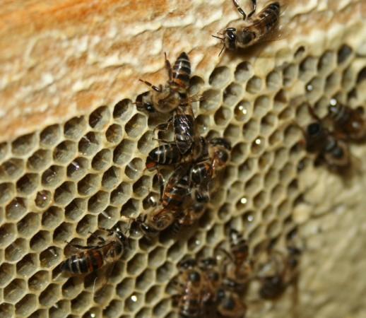 Cape bee (representative image) Cap Bee