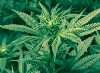 cannabis