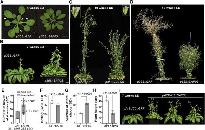 The phytoplasma effector SAP05 induces excessive shoot proliferation and sterility in A. thaliana phytoplasma