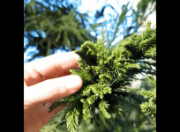 witches broom disease