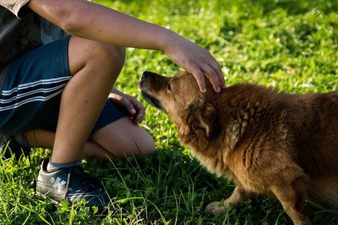 Man and dog (Representational Picture) Man and Dog