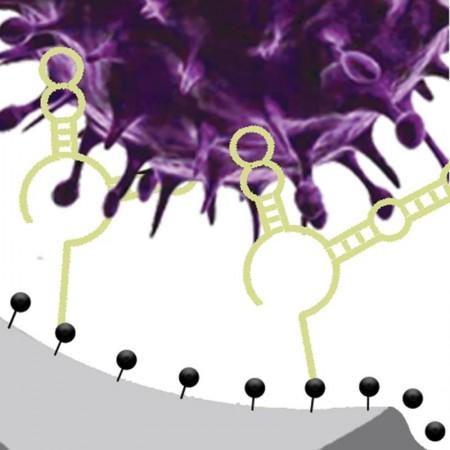 DNA aptamers bind selectively to infectious viruses. In addition to the nanopore sensor, they could be integrated into other platforms such as color-changing dipsticks. DNA sensor