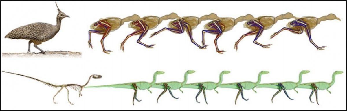 Computer simulations of running locomotion in a modern tinamou bird (brown) and extinct theropod dinosaur Coelophysis (green) Dinosaur