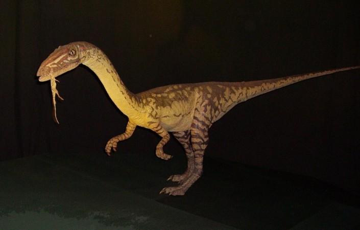 Coelophysis animatronics model, Natural History Museum, London. Dinosaur
