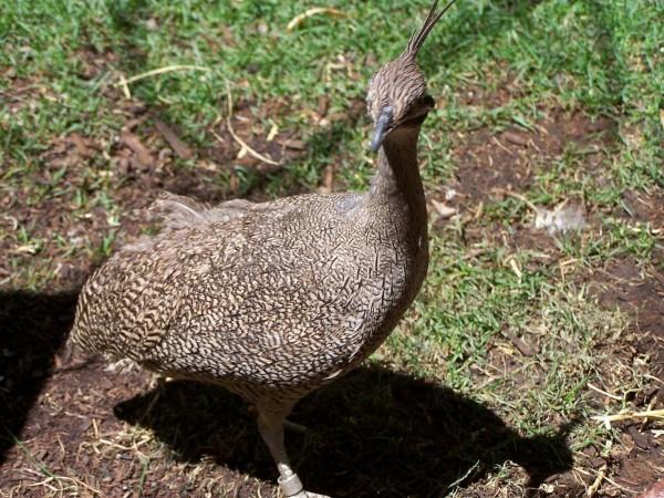 Some Dinosaurs May Have Wagged Their Tail to Help Them Run