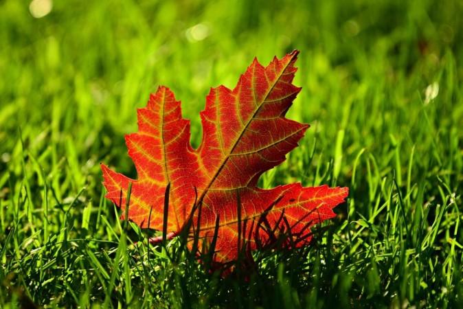 Pixaby maple leaf