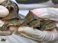Rescued tent turtles