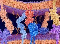 T cell