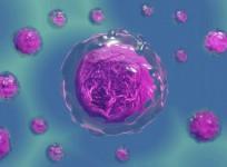 Cells