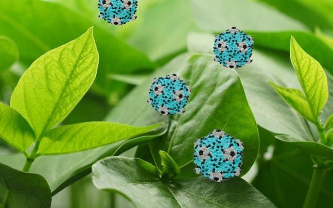 Nanoparticles engineered from the cowpea mosaic virus have shown efficacy in treating and greatly reducing the spread of metastatic cancers in the lungs of mice cowpea mosaic virus