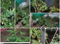 Hydro Ganja factory in villa