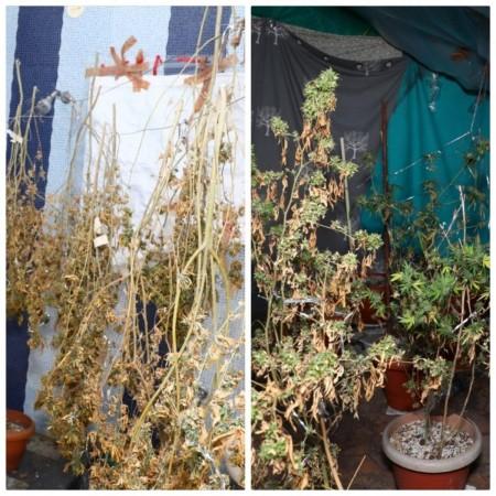 K'taka police unearth Hydro Ganja factory in villa, seize Rs 1 crore worth of drugs. drugs
