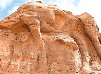 saudi arabia camel