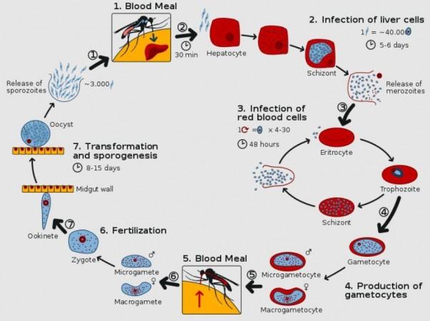Life Cycle of Plasmodium Parasites (Representational Picture) Plasmodium