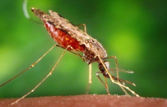 Female anopheles albimanus mosquito (Representational Picture) Mosquito