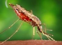 Mosquito