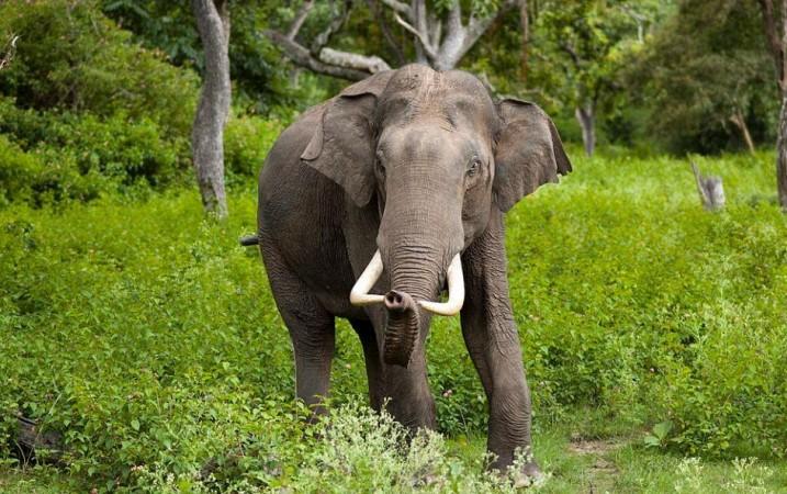 Indian elephant (Representational Picture) Elephant