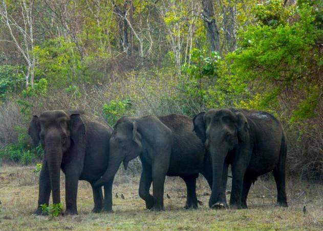 A herd of elephants (Representational Picture) Elephants
