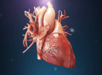 Heart
